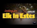 EXPLORE | Looking for Elk in Estes Park | American Explorer