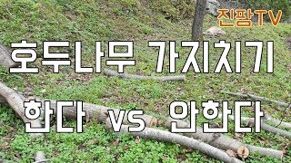 호두나무에 대한 첫번째 Qna - 호두나무 가지치기 한다 Vs 안한다 - Youtube