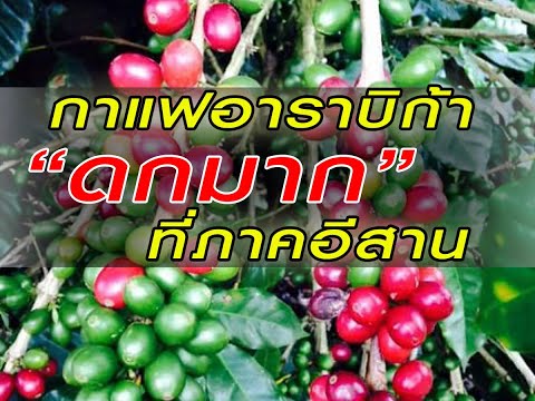 #กาแฟอาราบี้กา ดกมากที่ภาคอีสาน