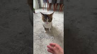 #cat #kitten #borekler #coffee #cute #coffeelover #cutecat #tarif #pets #kitty #funnycats #love