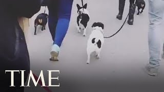 Over 1,000 Dachshunds Met Up For An Epic Wiener Dog Walk | TIME