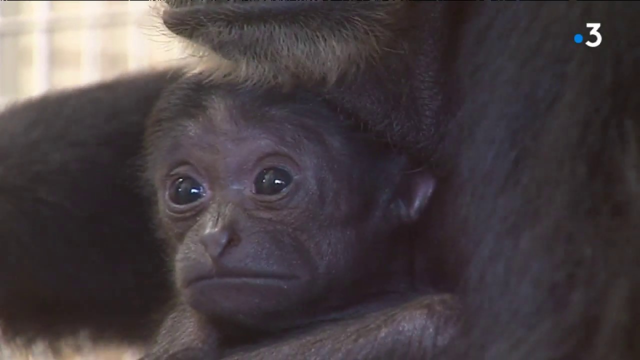 Première mondiale : naissance de deux bébés chimères cochon-singe