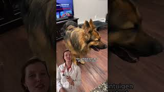 Wist Jij Al Dat Je Hond Een Zesde Zintuig Heeft?