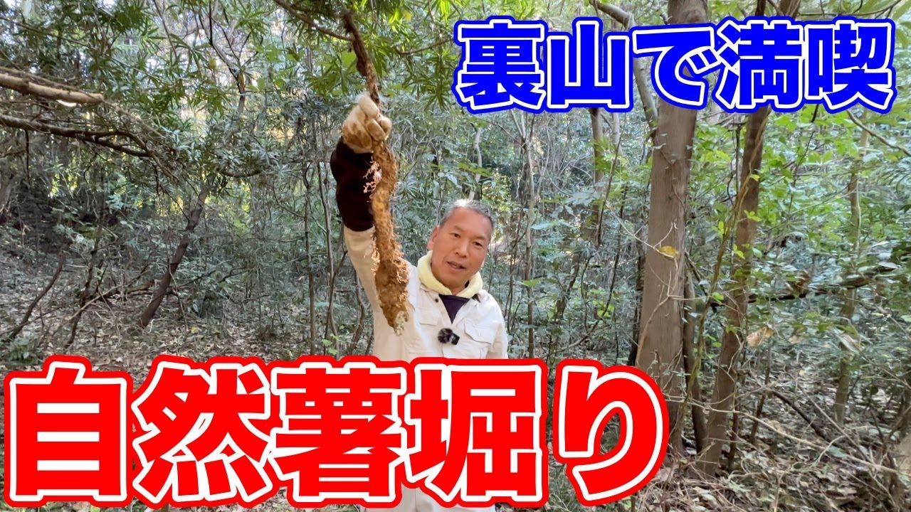 山に紅葉が訪れたら、自然薯掘りの季節です！！ - YouTube