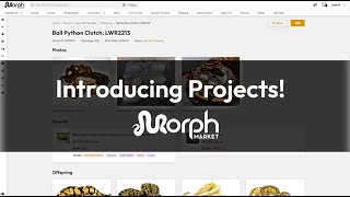 Introducing MorphMarket Projects