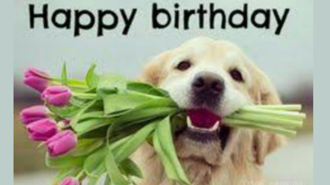 Birthday wishes for our pets