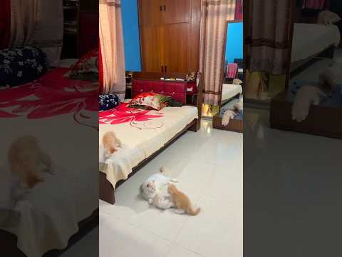 দেখেন বিললু কাবাটি খেলে