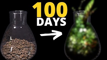 How Much Life Can 100 Days Bring? Timelapse of a Plant Jar!