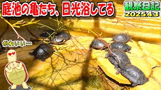 亀日記】フロリダハコガメのブルちゃんを発見！【2025.4.3