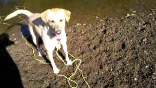 Yellow Lab Nucci swimming and playing fetch
