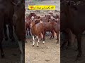 ماعز الدهم من أفضل انواع الماعز تبارك الله 