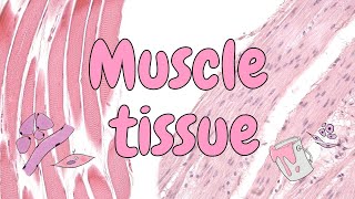 Muscle tissue - general histology