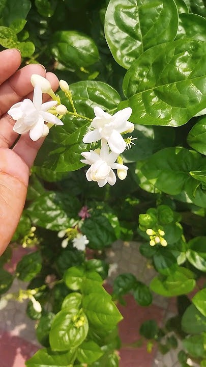 বেলী ফুল☘️🌼#viral #garden #youtube #flower #shortvideo - YouTube
