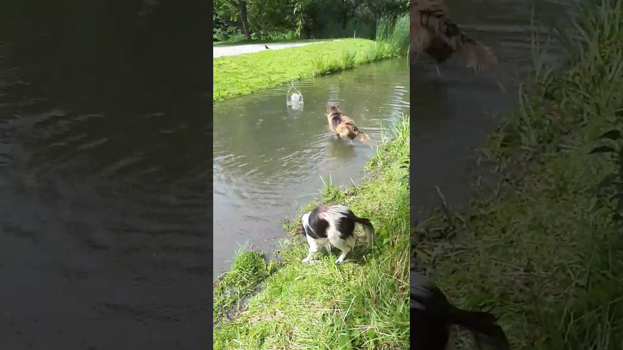 camera iphone 8 plus apk 5 augustus 2017