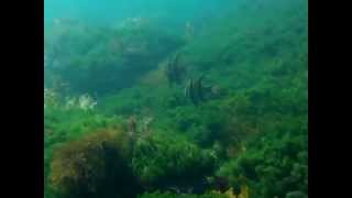 Diving at colliers beach