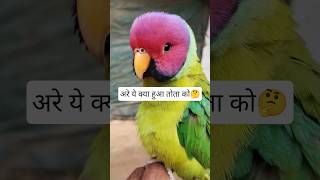 viral Kar Do guys #parrot #shorts #cute #plumheadedparrot #talkingparrot
