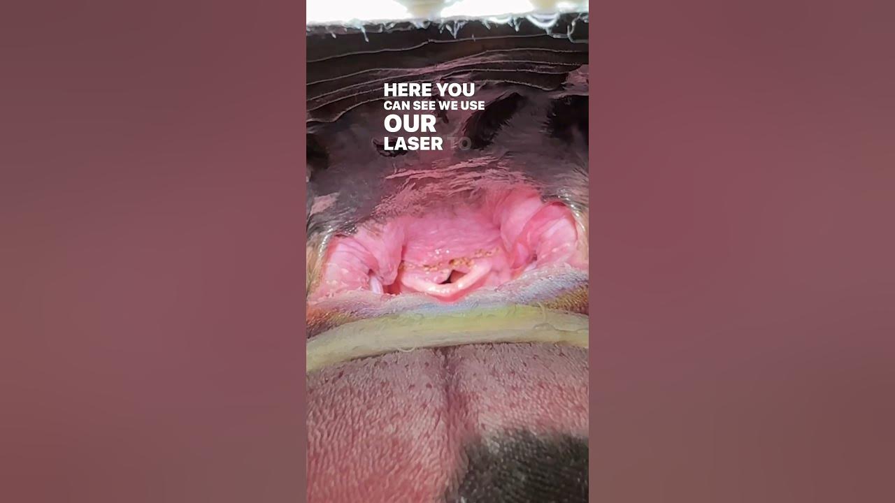 french-bulldog-throat-laser-surgery-for-elongated-soft-palate-youtube