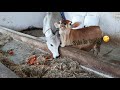 Calf | Goshala | Calfs fighting for food 🐄