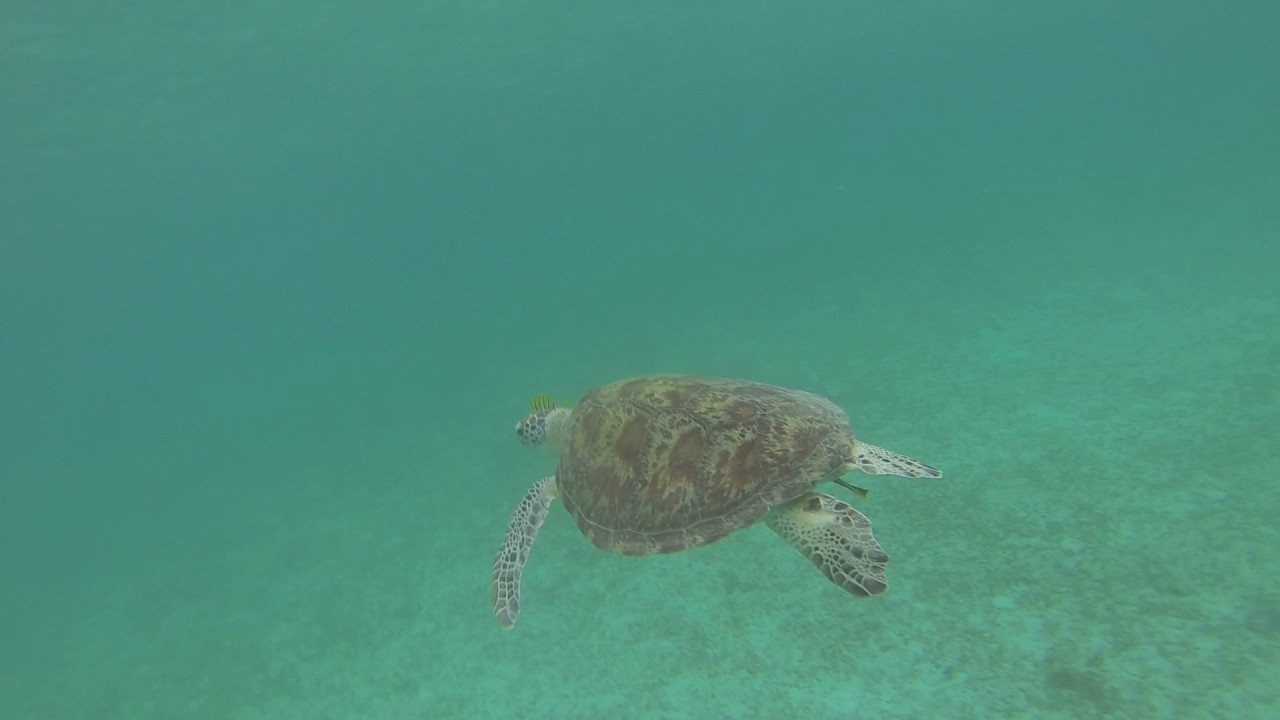 Turtles in Port Barton (phillipines)