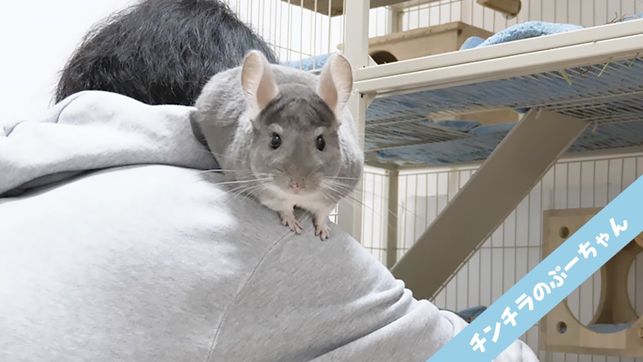 なつくとこうなる！掃除中のかまってアピールが可愛すぎるチンチラ