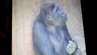 Gorilla Loving Family So Amazing Couple