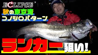 【東京湾コノシロパターン ランカー狙い！】 ランカーシーバス捕獲！晩秋の東京湾をオカッパリ＆ウェーディングで攻略！！