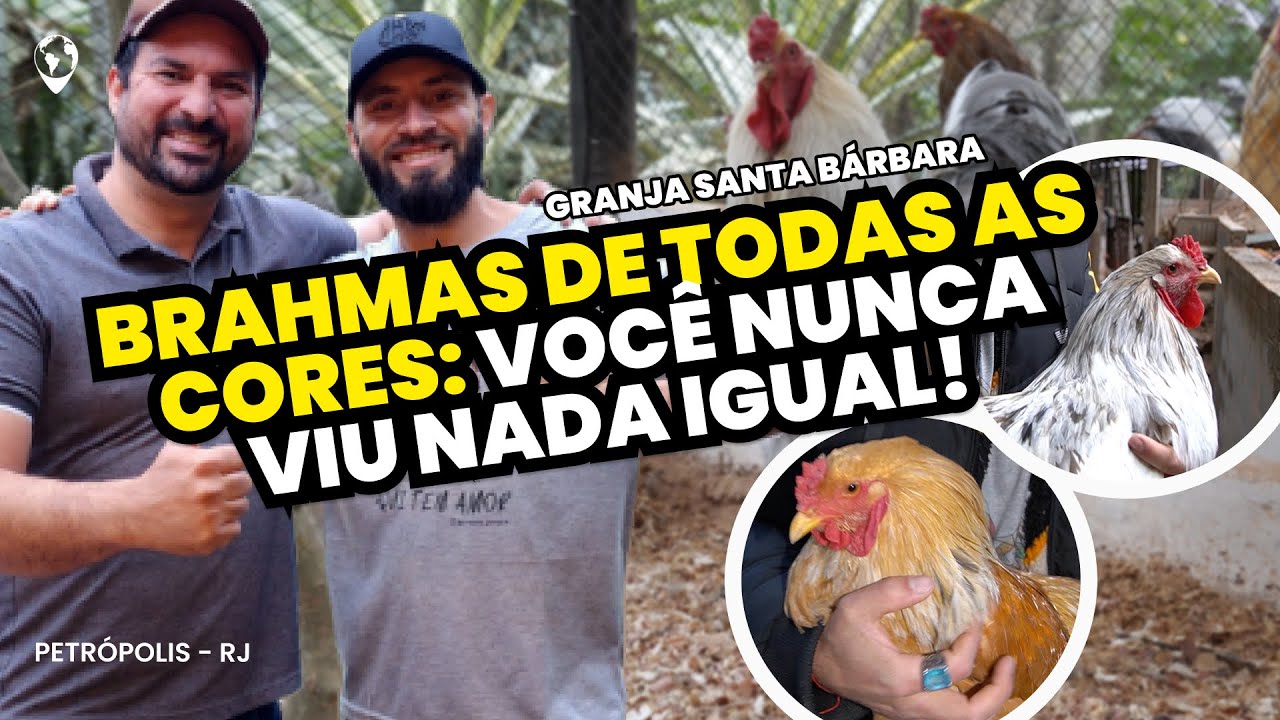NUNCA vi galinhas BRAHMAS assim! CORES incríveis e QUALIDADE de elite no Criatório Santa Bárbara!