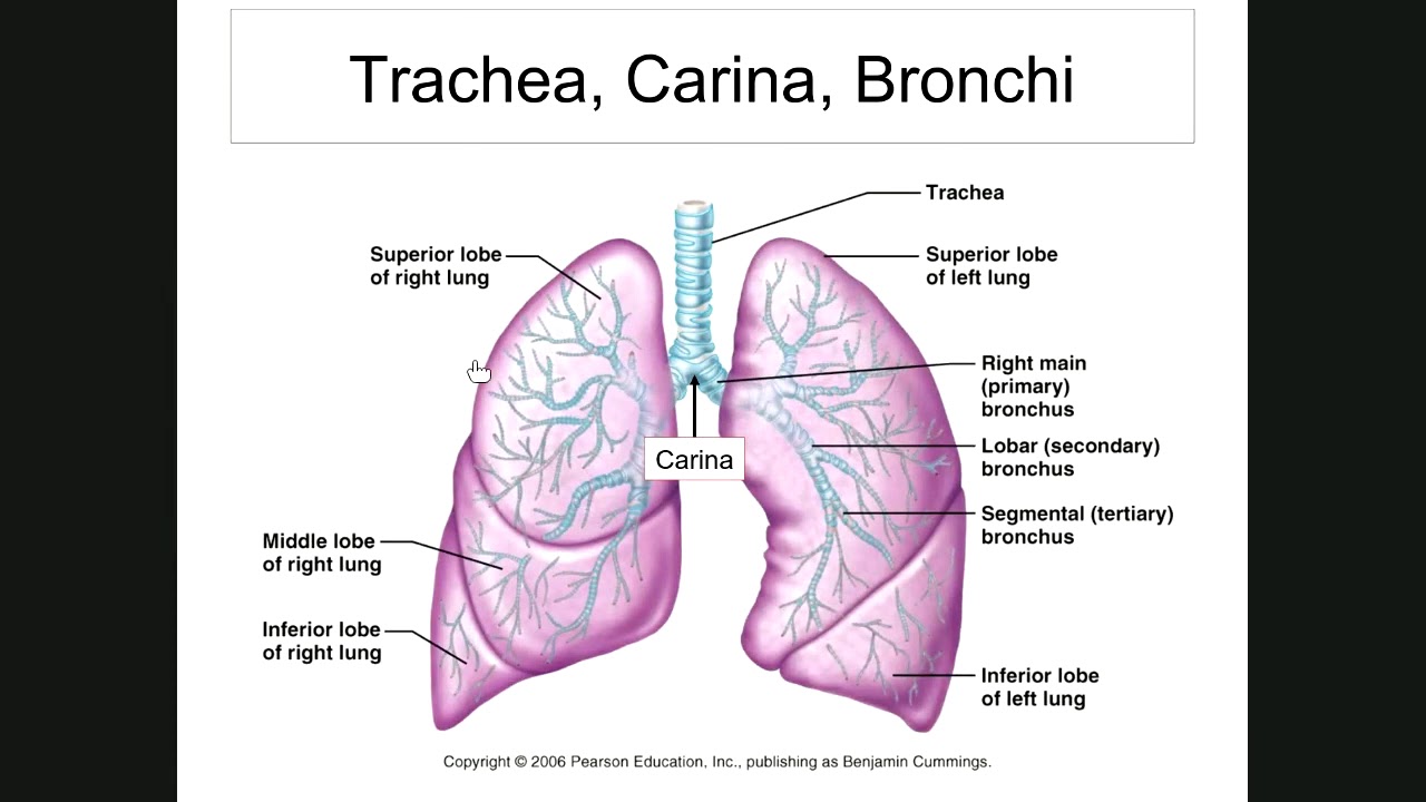 Дыхательная латынь. Ворота лёгкого анатомия. Bronchi and bronchioles. Система дыхания латынь. Ворота легких.