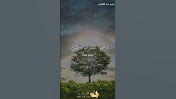 سورة: النصر للقارئ/عمرو نزيه القلاوى