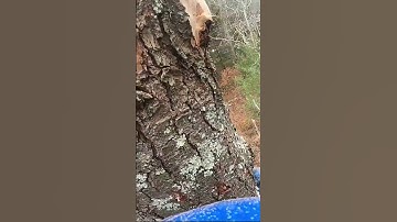 This Tree Removal Got Explosive..