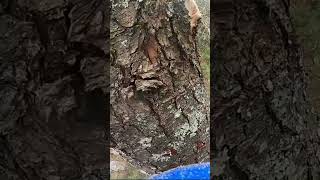This Tree Removal Got Explosive..