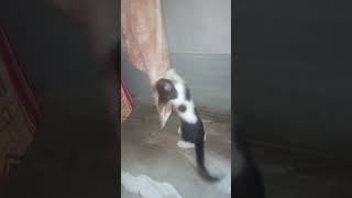 Kitty Play 😺😻#pets #shortvideo