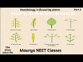 Inflorescence part 2 #botany #biology #mauryasir #neet #neetbiology #education #exam #science