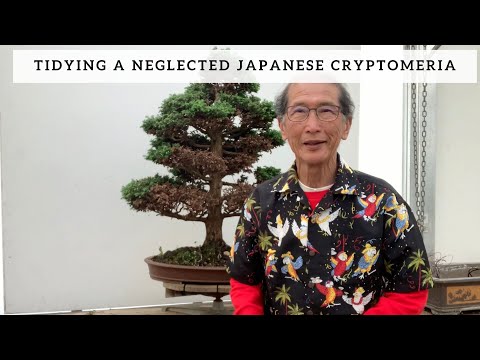 Video: Cryptomeria (41 Foto): Përshkrimi I 