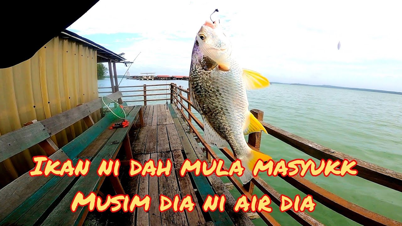 MANCING DI RAKIT C|IKAN SISIK DAH MULA MASYUK