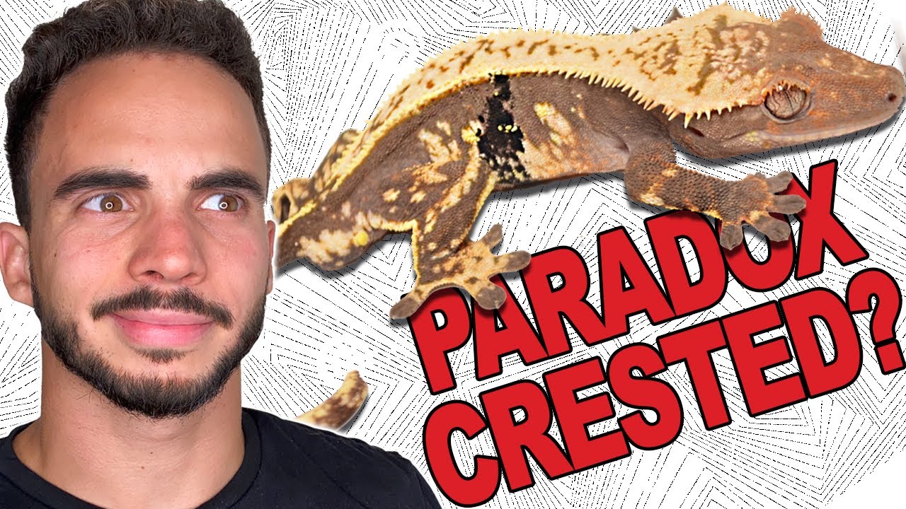 The Only Paradox Crested Geckos in the WORLD? YouTube