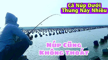 Câu Cá Trong Bè Hào Nơi Cá Trú Ngụ Nhiều Loại Cá Khủng Ở Dưới | Sự Cần Giờ