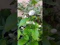 نبتة الفل اسمه العلمي Jasminum Sambac شجيرة معمرة مستديمة الخضرة يصل ارتفاعها إلى حوالي 2 م 