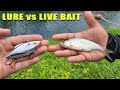 Live Bait VS Artificial Bass Fishing Challenge!
