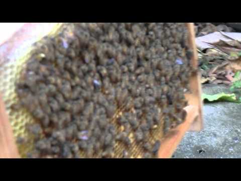 沙頭角蜜蜂世界二