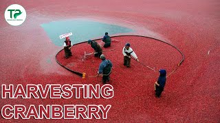 🍒 US Farmers Harvested 824 Million Pounds Of Cranberries This Way - Cranberry Harvesting