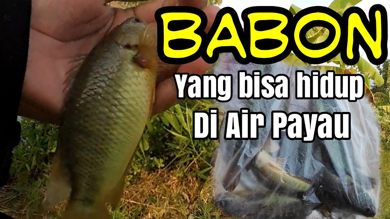 Ikan Babon Di Sungai Air Payau || Mancing Ikan Betok Babon