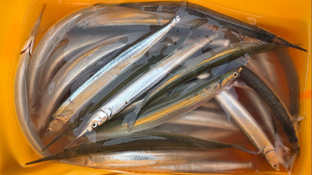 💥새로운포인트 또또 터졌다!형광등 학꽁치 가즈아~쌍끌이 못오는곳!!#학꽁치#형광등#바다낚시