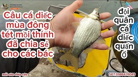 Tập 3 Câu cá diếc mùa đông tét mồi thính đã chia sẻ cho các bác| quấn ổ cá diếc quá đã#fishing