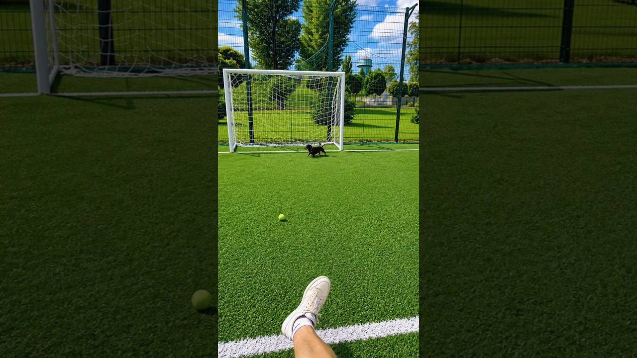 This Puppy Thinks He’s a Goalkeeper