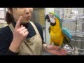 20130216 BIRD PRO SHO えとぴりか　ルリコンゴウ　ビッグサイズ