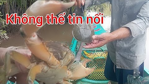 Một ngày đặc lú ở sông hàm luôn bắt được sinh vật lạ và cua biển chúa, mưu sinh bằng nghề lú (p29)