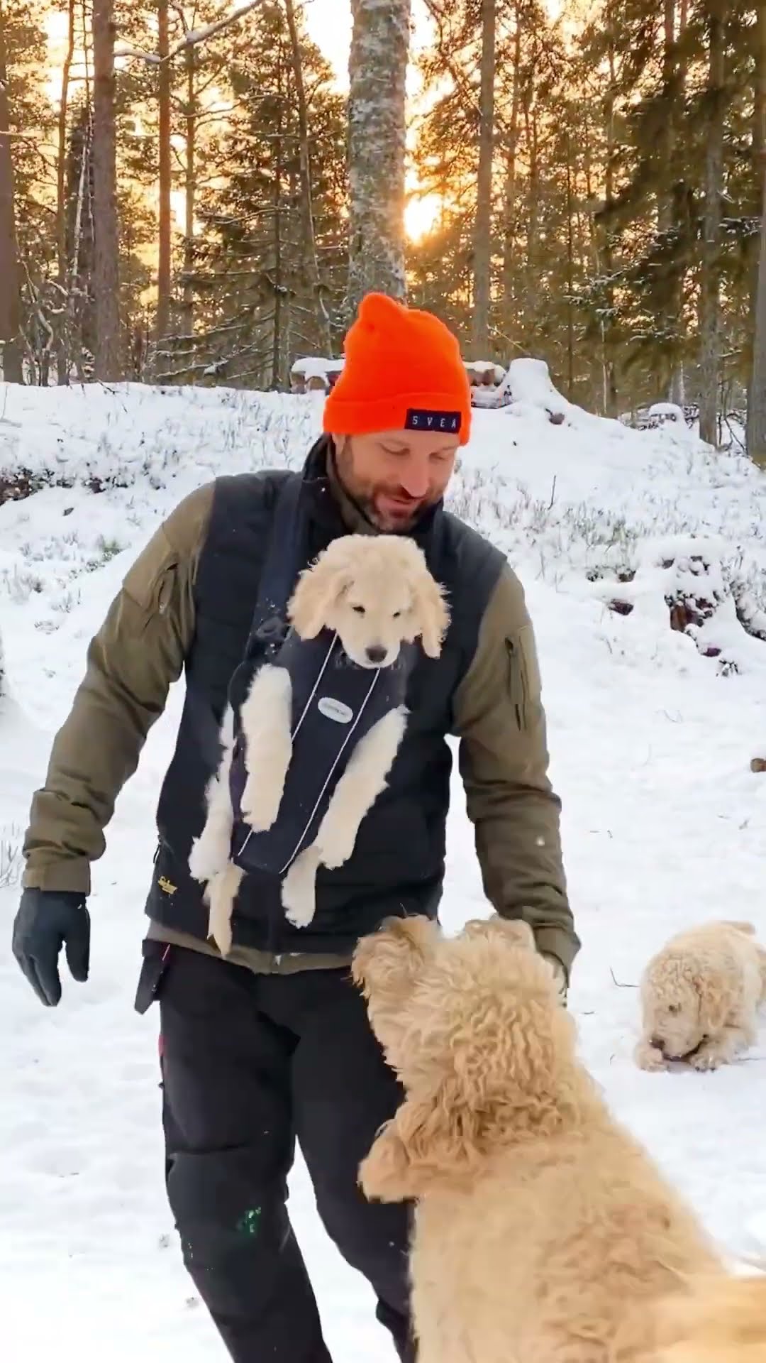 Fluffy Puppy In A Baby Carrier || ViralHog