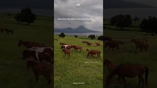 The Charm Of The Mausui Savanna Field In Flores angsanaoutdoor mountaininfo mausuihill flores