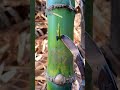 This Bamboo Cut Is So Satisfying#asmr #satisfying